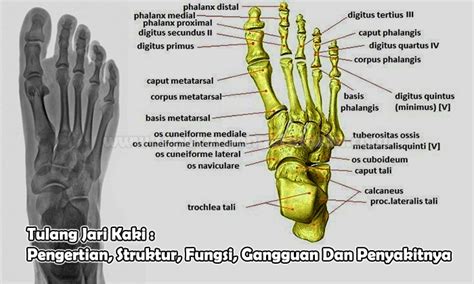 Nama Jari Tangan Dalam Bahasa Inggris Pin Page Marielle Erdman