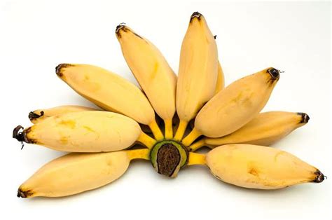 25 Different Types Of Bananas And Their Characteristics American Gardener