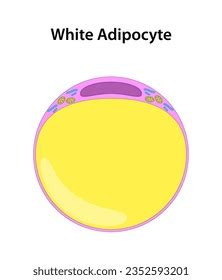 Adipocyte Images Stock Photos D Objects Vectors Shutterstock