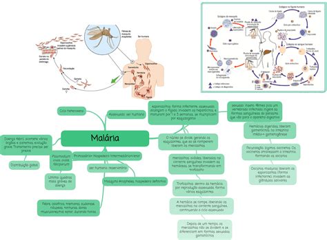 Mapa Mental Mal Ria Parasitologia