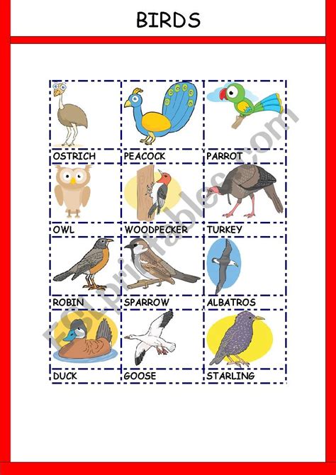 Birds Esl Worksheet By Gemaherlo