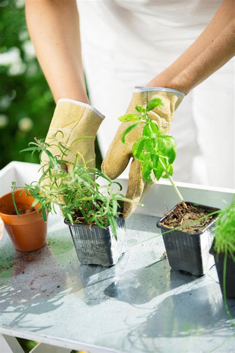 Plantes Aromatiques Cultiver Dans Son Jardin Femmes D Aujourd Hui