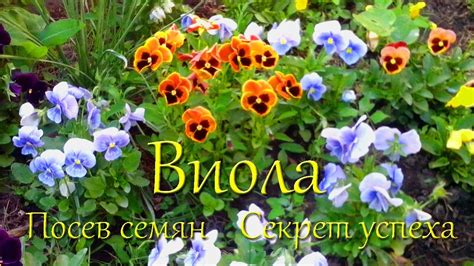 Виола. Посев семян. Секрет успеха. - YouTube
