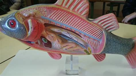 Neue Bedeutung Neigen Dinkarville Maqueta De Peces Freundin Antibiotika