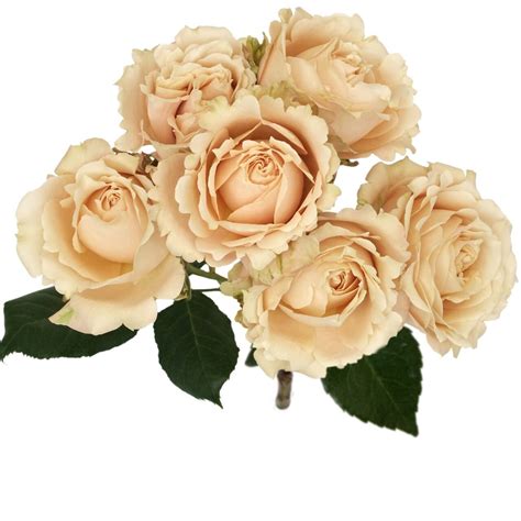 Sahara Sensation Spray Roses - Wedding Roses Direct
