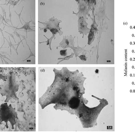 Representative pictures showing histological examination of melanin... | Download Scientific Diagram