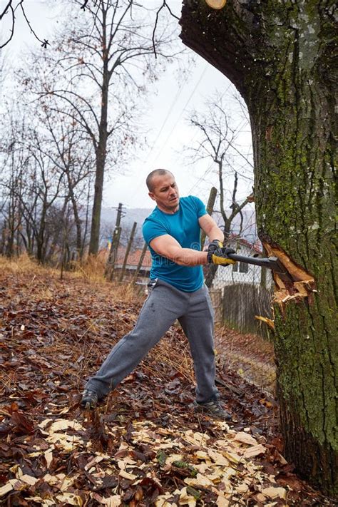 Lumberjack Felling A Big Tree Stock Photo Image Of Powerful People