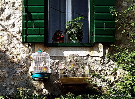 Window With Bird Cages 1364 456 Polježičanin Flickr