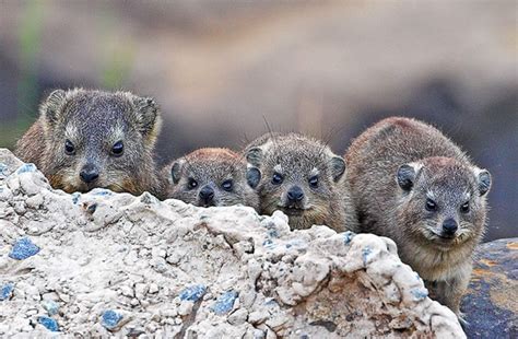 Procavia Capensis Rock Hyrax Dassie