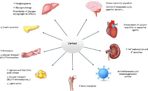 Physiological effects of cortisol. | Download Scientific Diagram