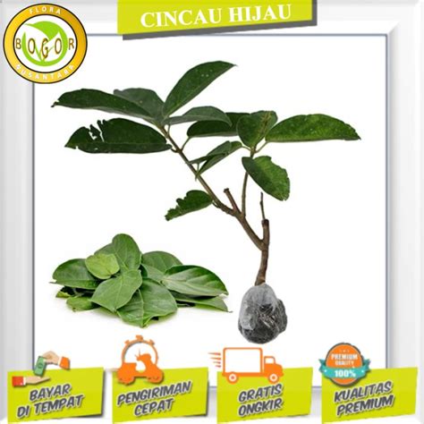 Jual BIBIT TANAMAN DAUN CINCAU HIJAU BATANG Shopee Indonesia