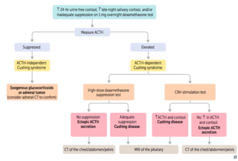 Cushing Syndrome Flashcards Quizlet