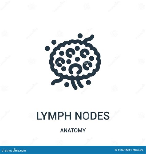 Lymph Nodes Icon Vector From Anatomy Collection Thin Line Lymph Nodes