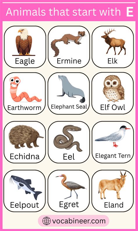 Nome De Animal Com E - List of 200+ Animals That Begin with E with Pictures