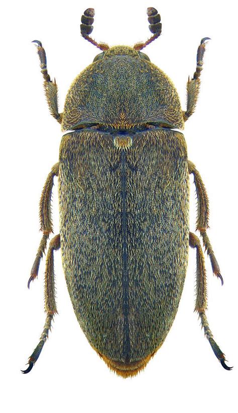 Dermestidae Archives Bioquipbugs