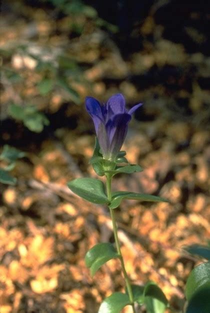 Gentian Gentiana Spp United Plant Savers