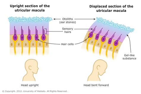 Utricle function — Science Learning Hub