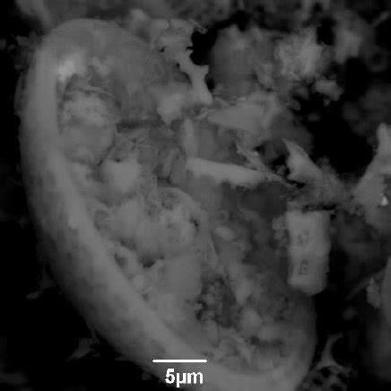 The image of diatomite structure 3000 | Download Scientific Diagram