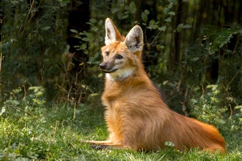 Lobo Guará Características O Que Come Habitat Escola Kids