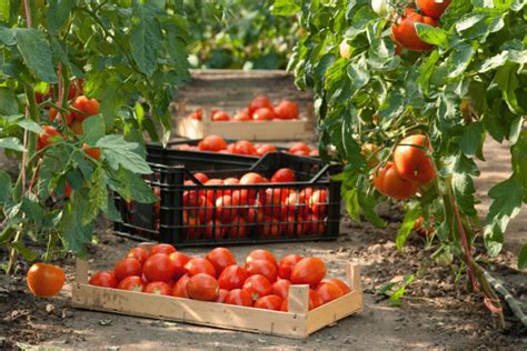 Tomaten Vorziehen Ganz Einfach G Nstig