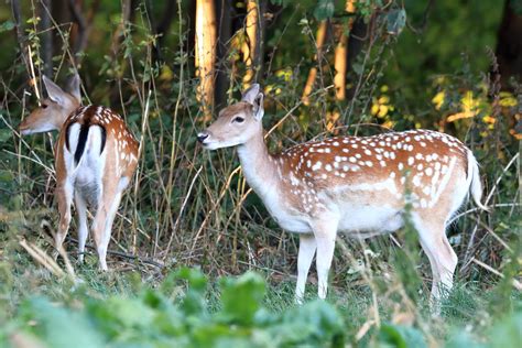 Damhert Fallow Deer C N Flickr