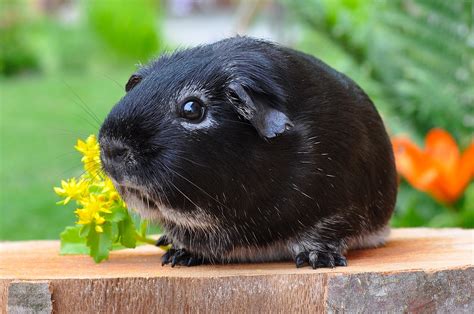 1920x1080 Wallpaper Black Guinea Pig Peakpx