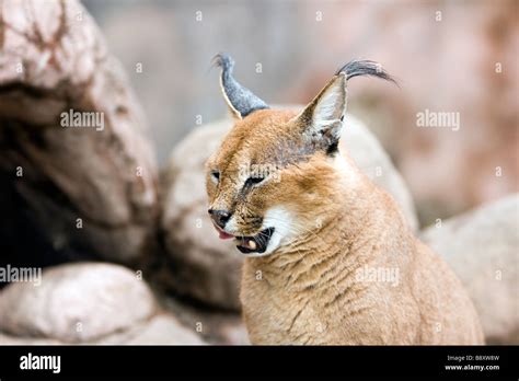 The Caracal Caracal Caracal Also Called Persian Lynx Or African Lynx Is