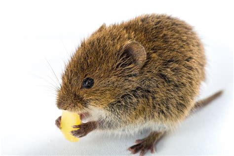 Field Mouse Eating A Piece Of Cheese Ͽ Isolated On White Stock Photo ...