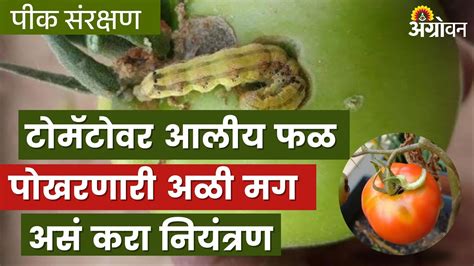 Tomato Pest टोमॅटो फळ पोखरणाऱ्या अळीचे प्रभावी नियंत्रण Agrowon ॲग्रोवन Youtube