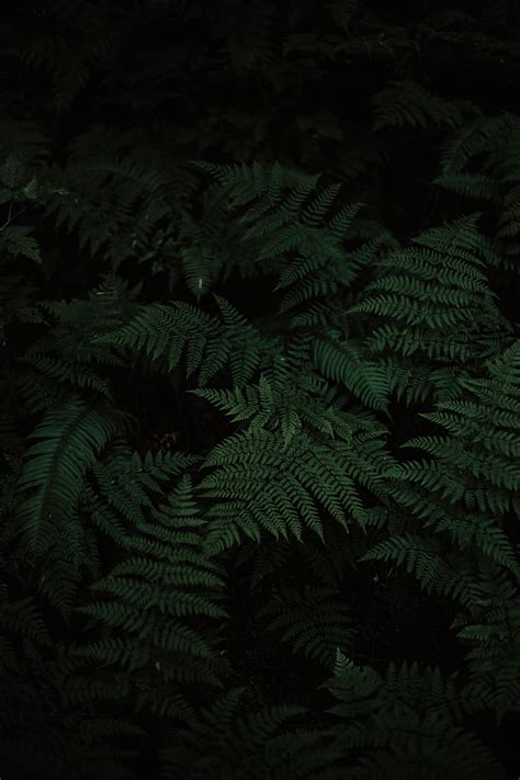 Fern 1080P, 2K, 4K, 5K HD wallpapers free download | Wallpaper Flare