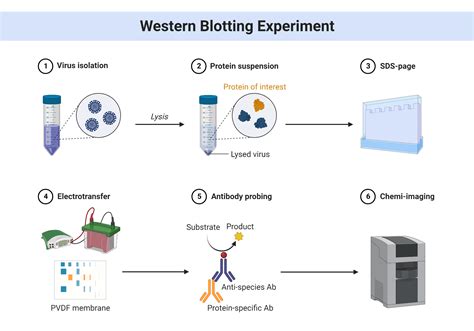 Western Blotting Experiment Biorender Science Templates