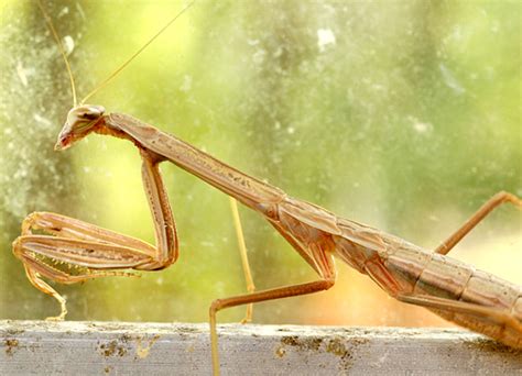 Chinese Mantis Tenodera Sinensis Bugguide Net