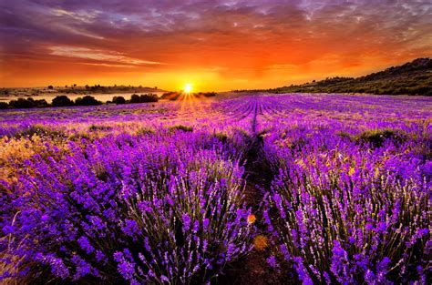 Lavender Field Sunset Wallpapers Top Free Lavender Field Sunset