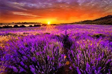 Lavender HD Wallpapers - Top Free Lavender HD Backgrounds - WallpaperAccess