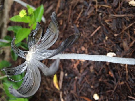 What Plant Is This Black Flower White Stem