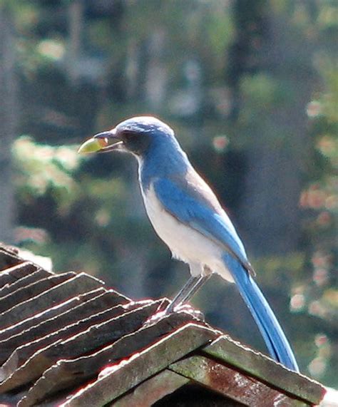 Jay With Acorn Western Scrub Jay Aphelocoma Californica Flickr