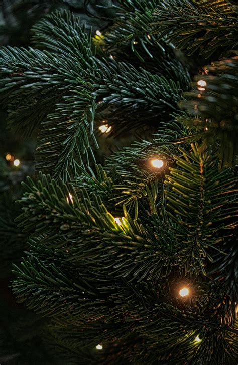 500,000+ Best Christmas Tree Photos · 100% Free Download · Pexels Stock ...