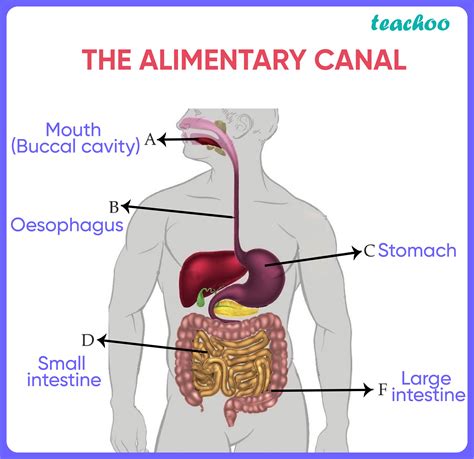 Alimentary Canal Structure Diagram Digestive Labelled Anatom