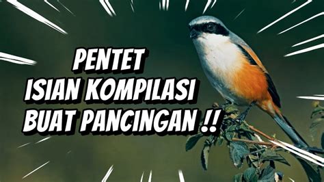 Masteran Burung Pentet Gacor Isian Padet Pedas Kompilasi Asik Buat