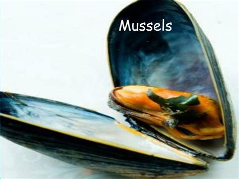 Ppt The Phylum Molluska Powerpoint Presentation Free Download Id