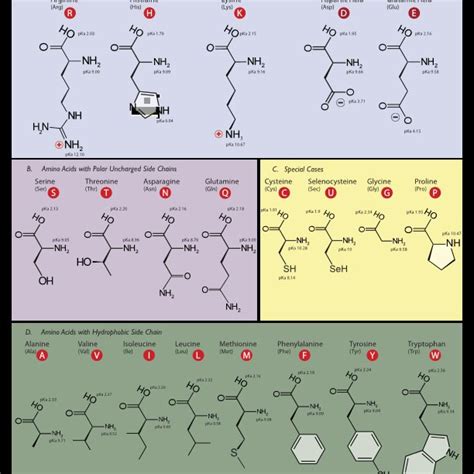 The Twenty Proteinogenic Amino Acids Divided By The Side Chain S