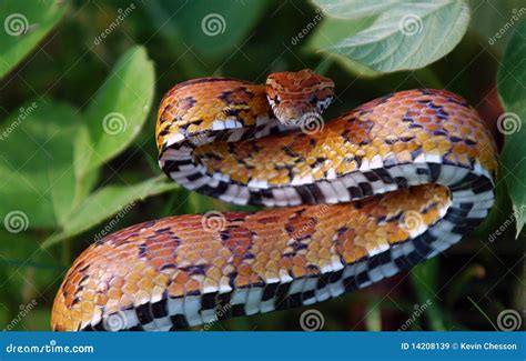 Eastern Corn Snake Stock Image Image Of Bite Strike