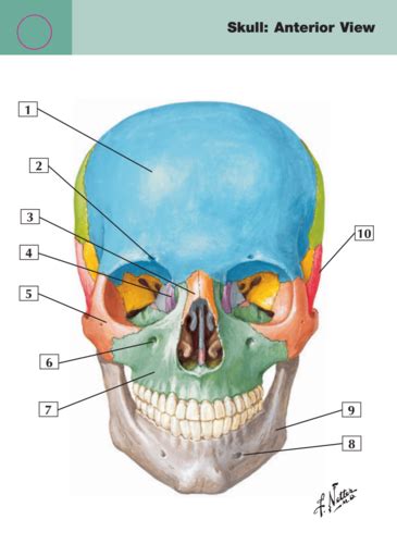 Cva Lab Practical Skull Flashcards Quizlet