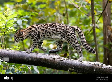 Tiger Cat Or Oncille Leopardus Tigrinus Stock Photo Alamy