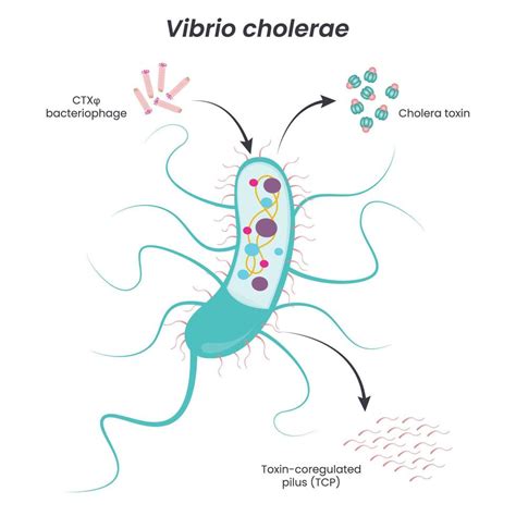 Vibrio cholerae diagram 10386688 Vector Art at Vecteezy