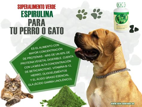 Para Tu Mascota La Espirulina Puede Fortalecer El Sistema