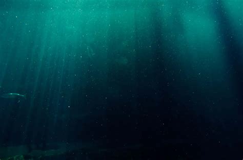 Download Scary Underwater Pictures | Wallpapers.com