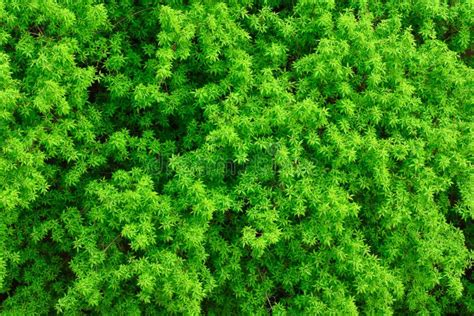 Texture Of Foliage Of Trees, Background Green Foliage Stock Photo - Image of tiny, light: 151435550