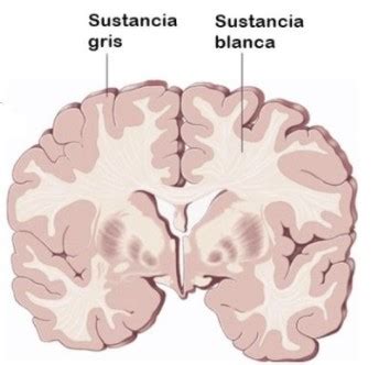 Sistema Nervioso Central Qu Es Y Cu L Es Su Funci N