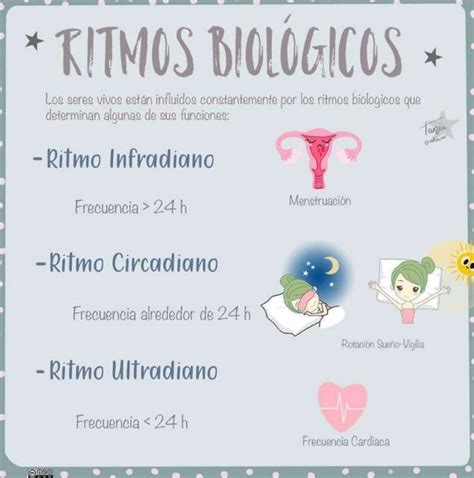 Ritmos Biologicos Yudoc Org Udocz